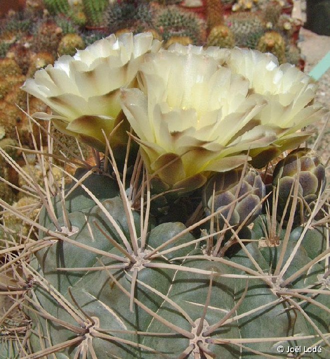 Gymnocalycium gibbosum v. heuschkelianum ©JLcoll.1915